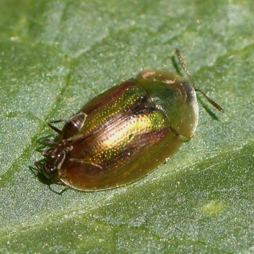Réf. 225 926 : Cassida vittata
